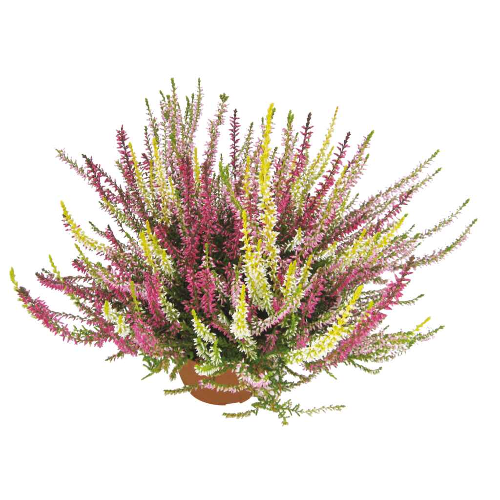 Calluna Trio kulho 23 cm