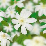 Loistokärhö Wada's Primrose, astiakoko 1L