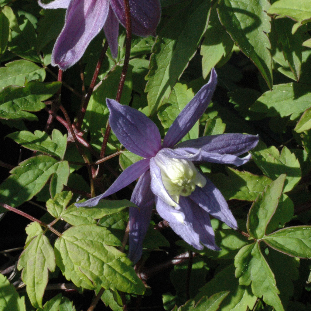 Alppikärhö Clematis Alpina