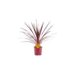 Verililjapuu Charly Boy Pink 17 cm ruukussa