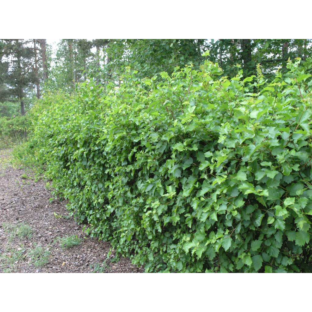 Aitaorapihlaja