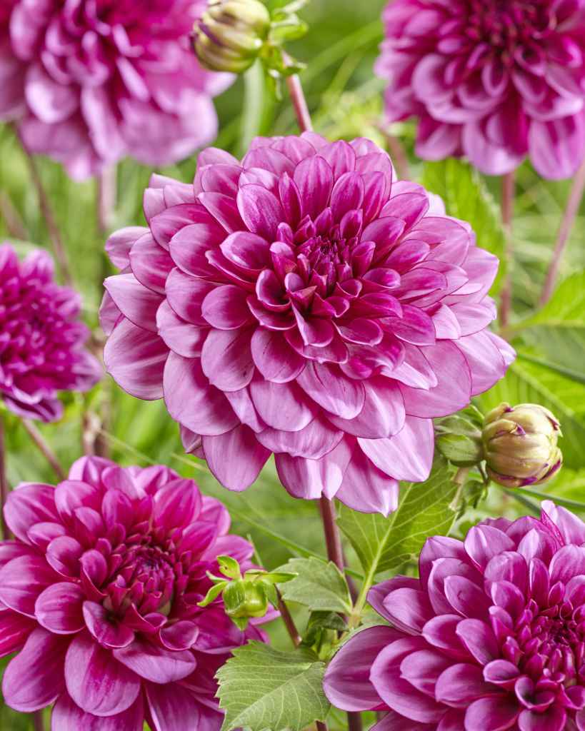 Daalia Blue Bell
