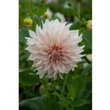 Daalia Cafe au Lait 1 kpl/pussi
