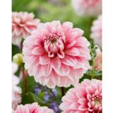 Daalia Strawberry Cream 1 kpl/pussi