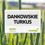 Dankowskie Turkus syysruis kemiallisesti peitattu 600 kg