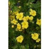 Pensashanhikki Double Punch® Gold, astiakoko 3 L