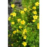 Pensashanhikki Goldfinger, astiakoko 7,5L