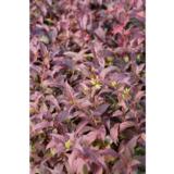 Rusovuohenkuusama, astiakoko 2L