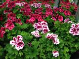 Enkelinsilmäpelargoni 12 cm ruukussa