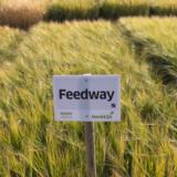 Feedway kaksitahoinen ohra kemiallisesti peitattu 800 kg