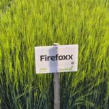 Firefoxx siemenohra kemiallisesti peitattu 800 kg