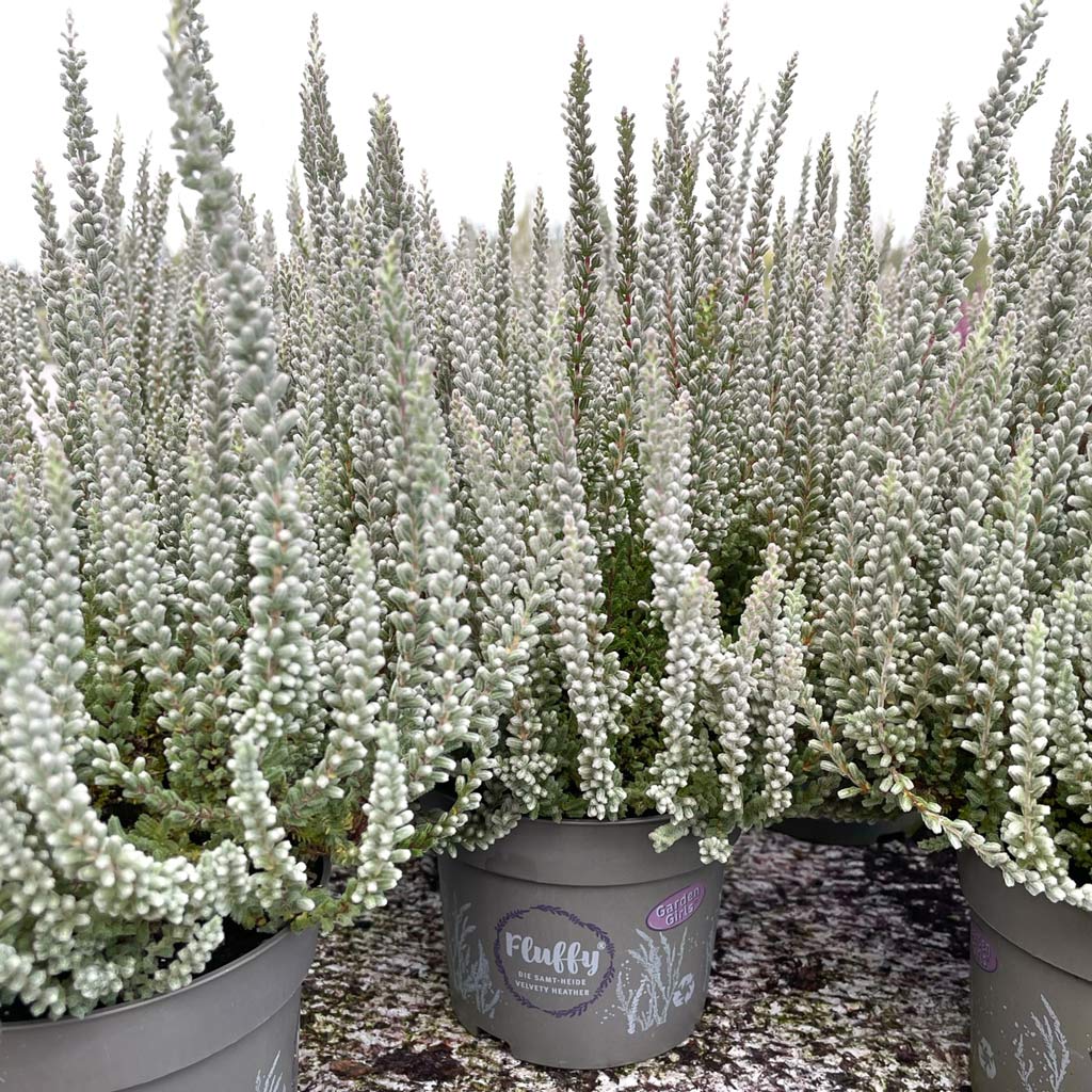 Calluna Fluffy 12 cm