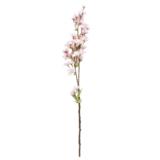 Kirsikkaoksa 59 cm