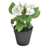 Orvokki 19 cm ruukussa valkoinen