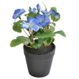 Orvokki 19 cm ruukussa sininen