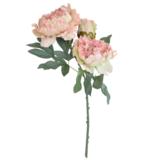 Pioni 51 cm vaaleanpunainen