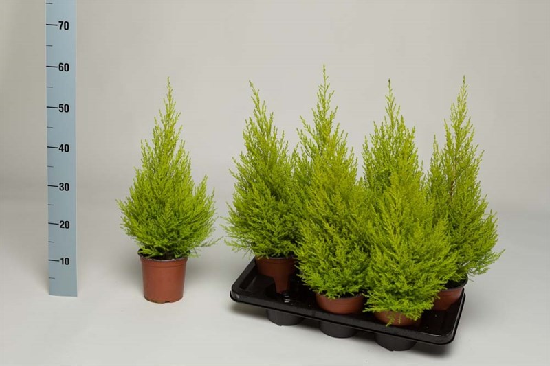 Kultasypressi 14 cm