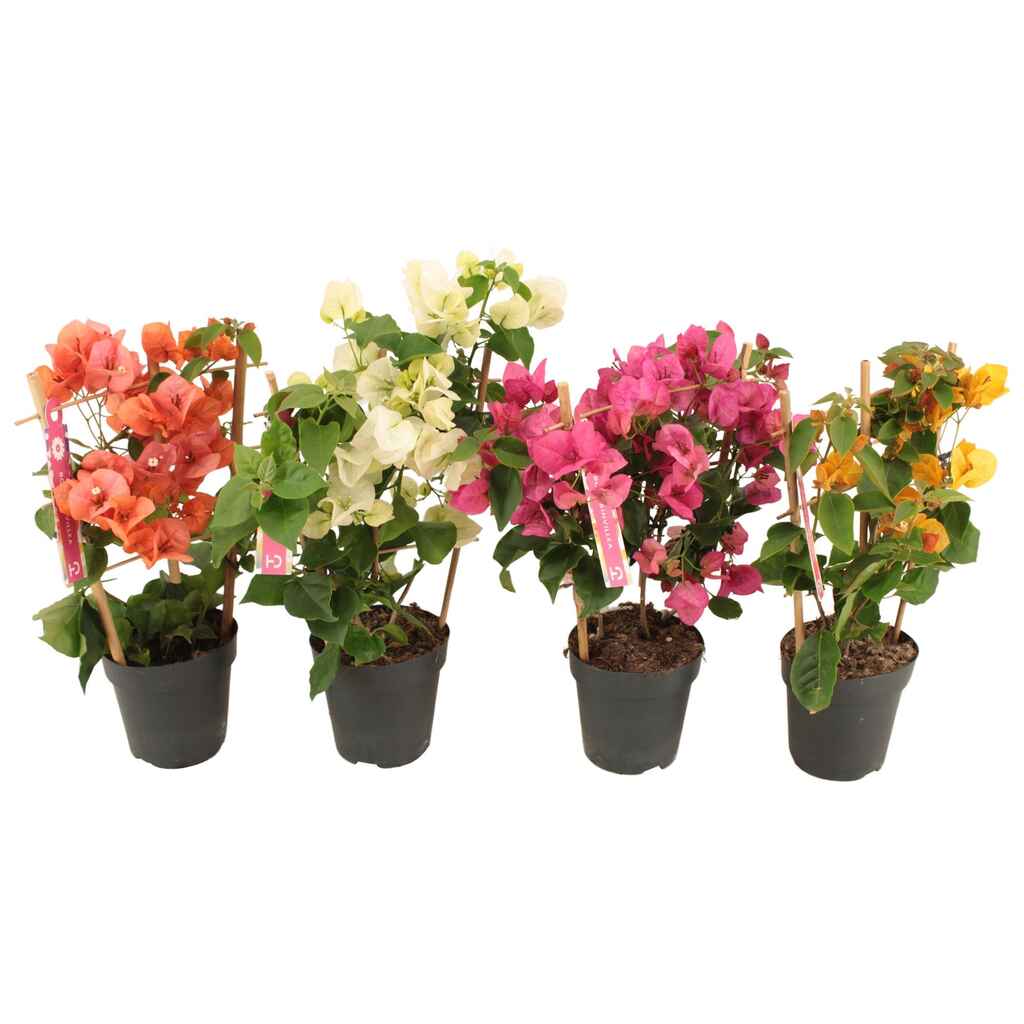 Bougainvillea eli ihmeköynnös lajitelma