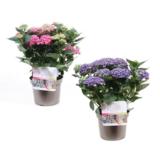 Hortensia Curly Wurly