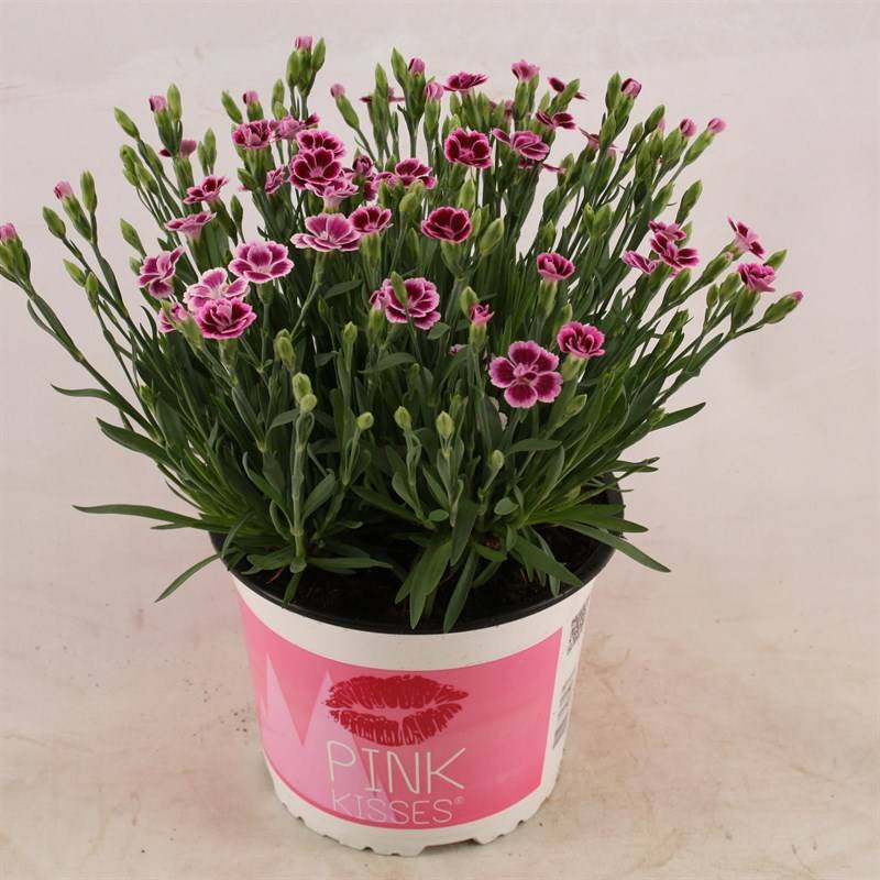 Neilikka Pink Kisses