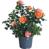 Jaloruusu Flower Circus 17 cm ruukussa
