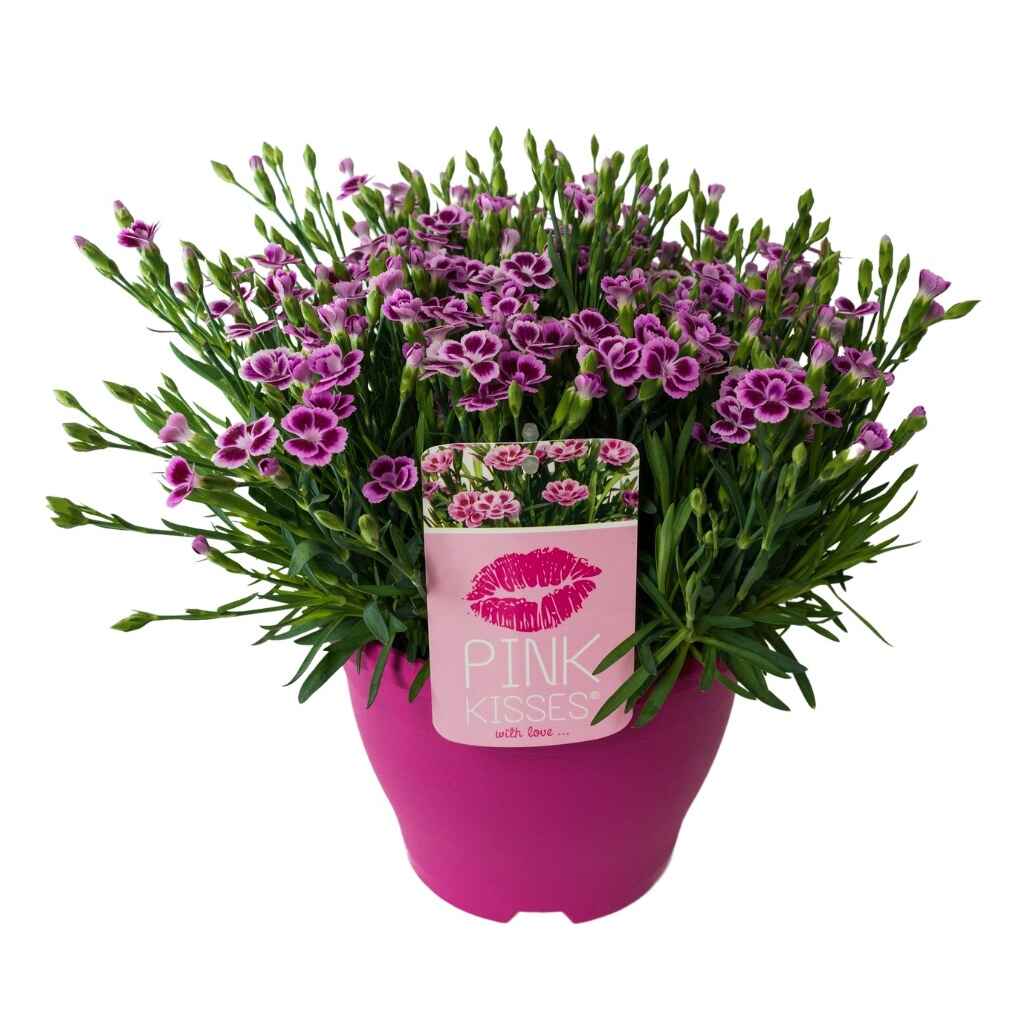 Neilikka 'Pink Kisses'