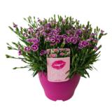 Neilikka Pink Kisses 17 cm ruukussa