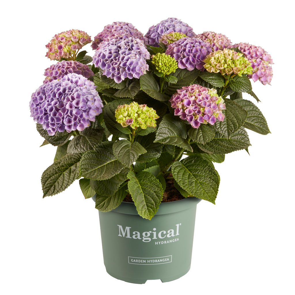 Hortensia Magical