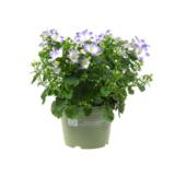 Muurikello 10,5 cm ruukussa, lajitelma