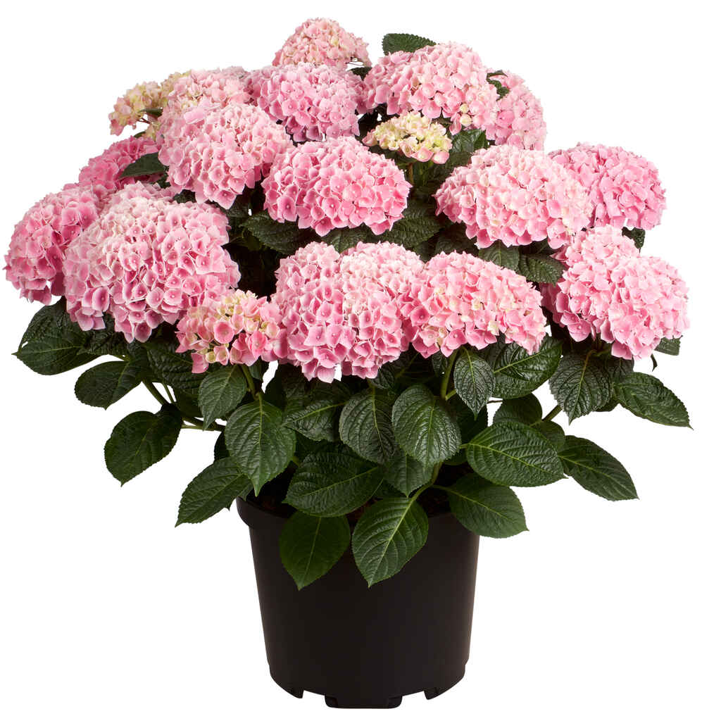 Hortensia 29 cm ruukussa
