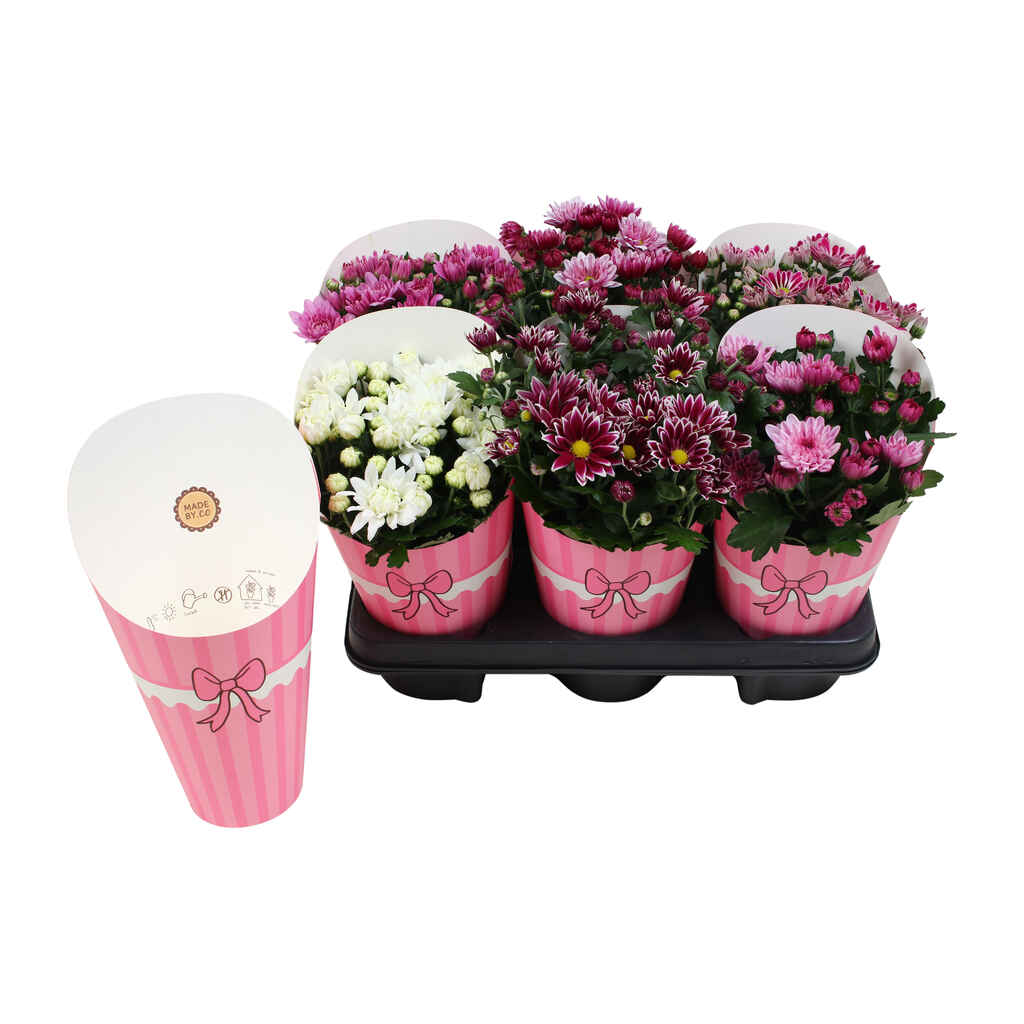 krysanteemilajitelma