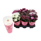 Krysanteemi, pinkki, lajitelma