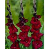 Gladiolus Black Jack 10 kpl/pussi