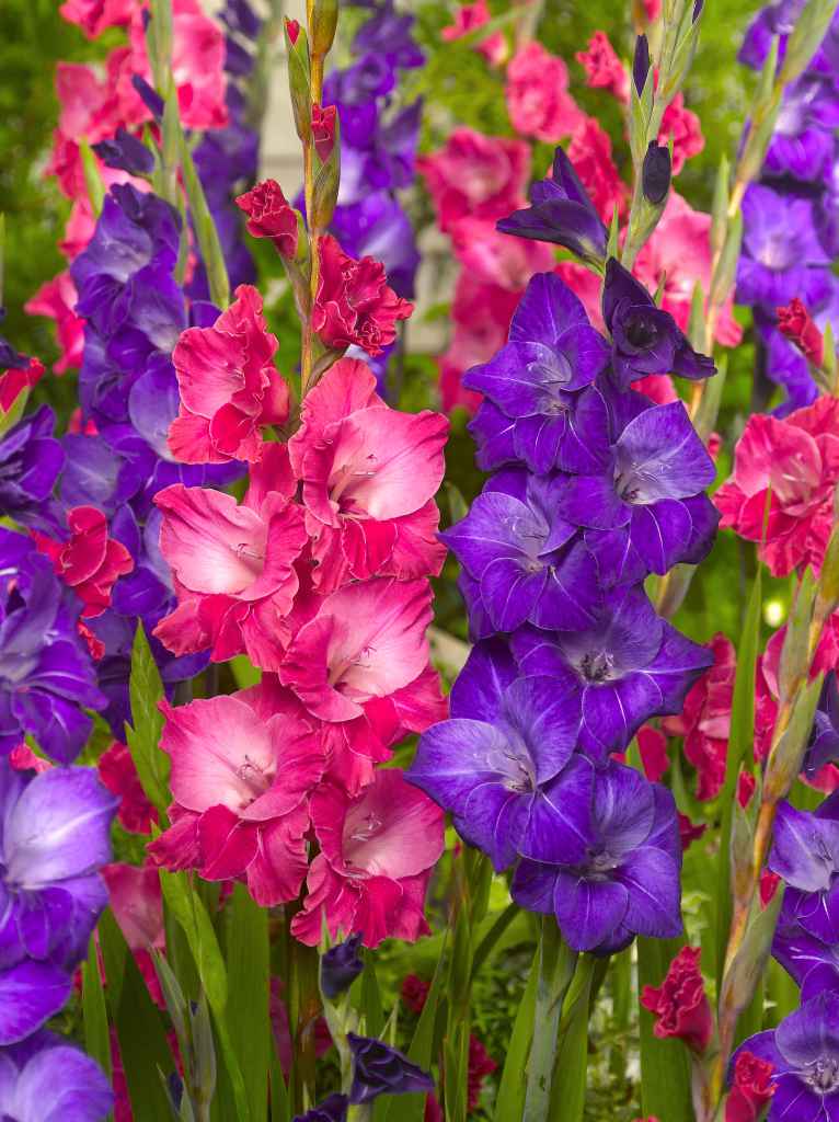 Gladiolus Bridemaids
