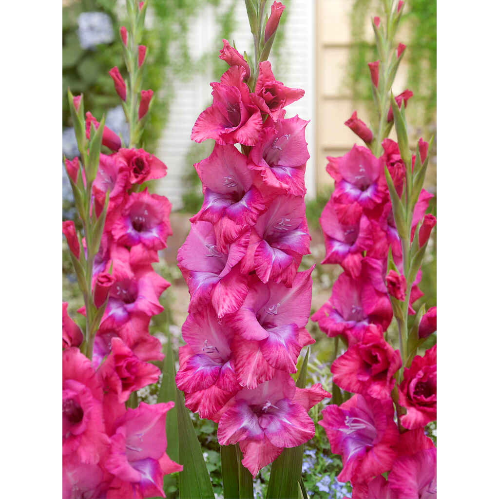 Gladiolus Lumiere