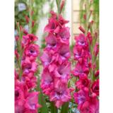 Gladiolus Lumiere 10 kpl/pussi