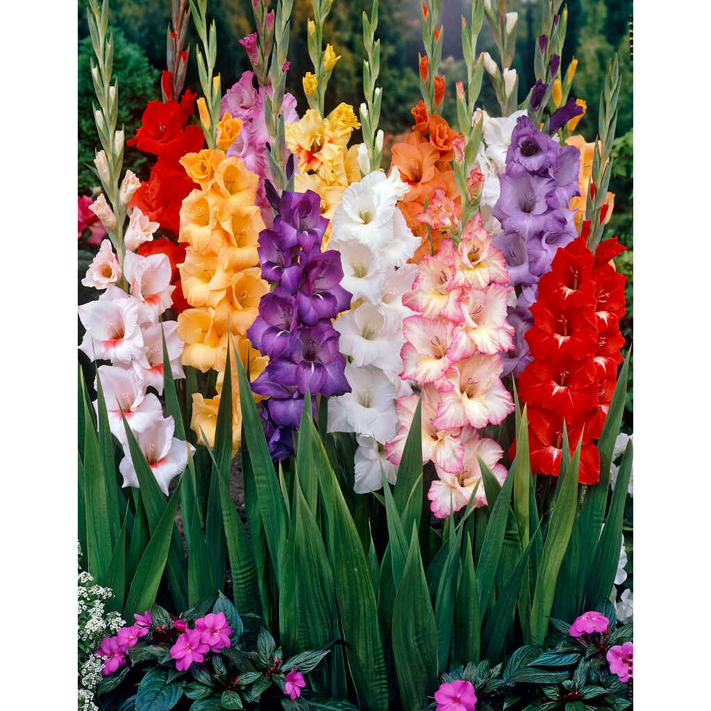 Gladiolus lajitelma