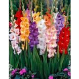 Gladiolusmix 1 kg