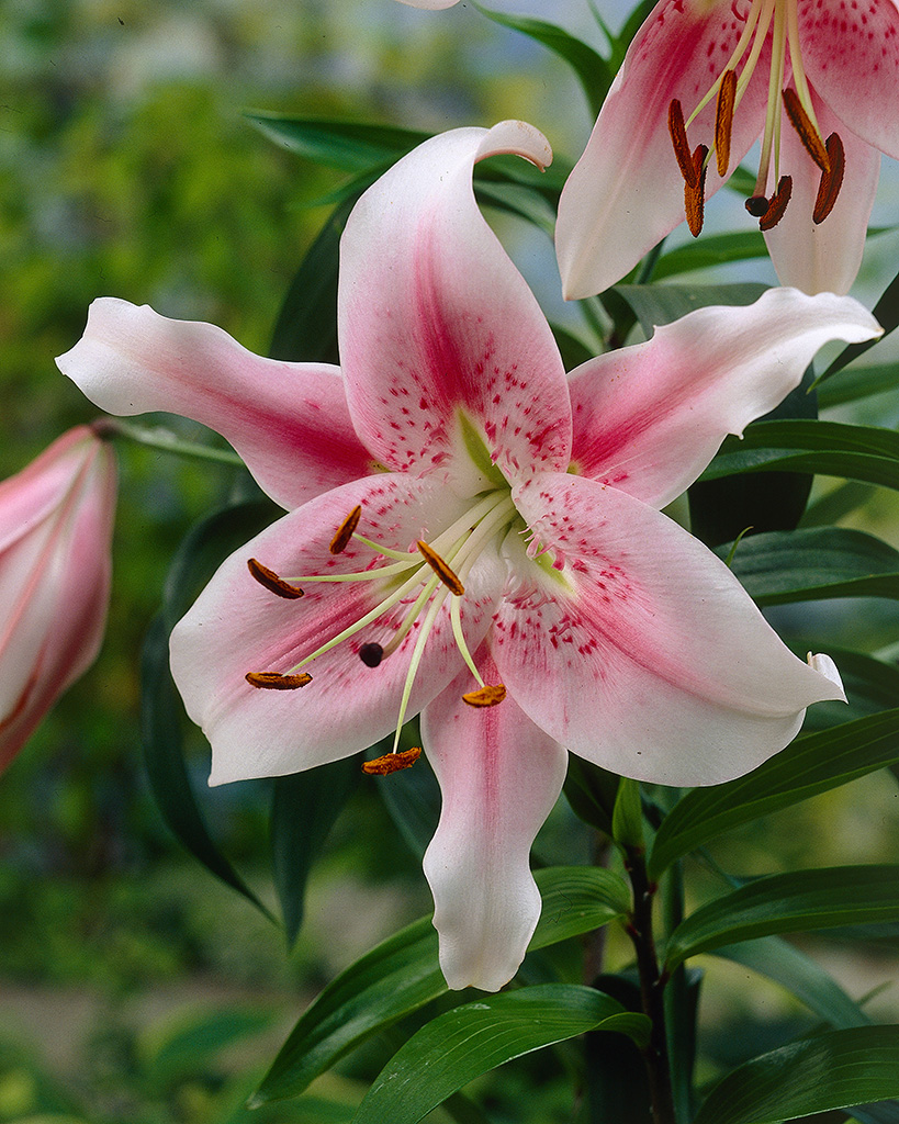 Lilja 'Anastasia'