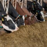 Hankkijan CoolDown TMR 20 kg