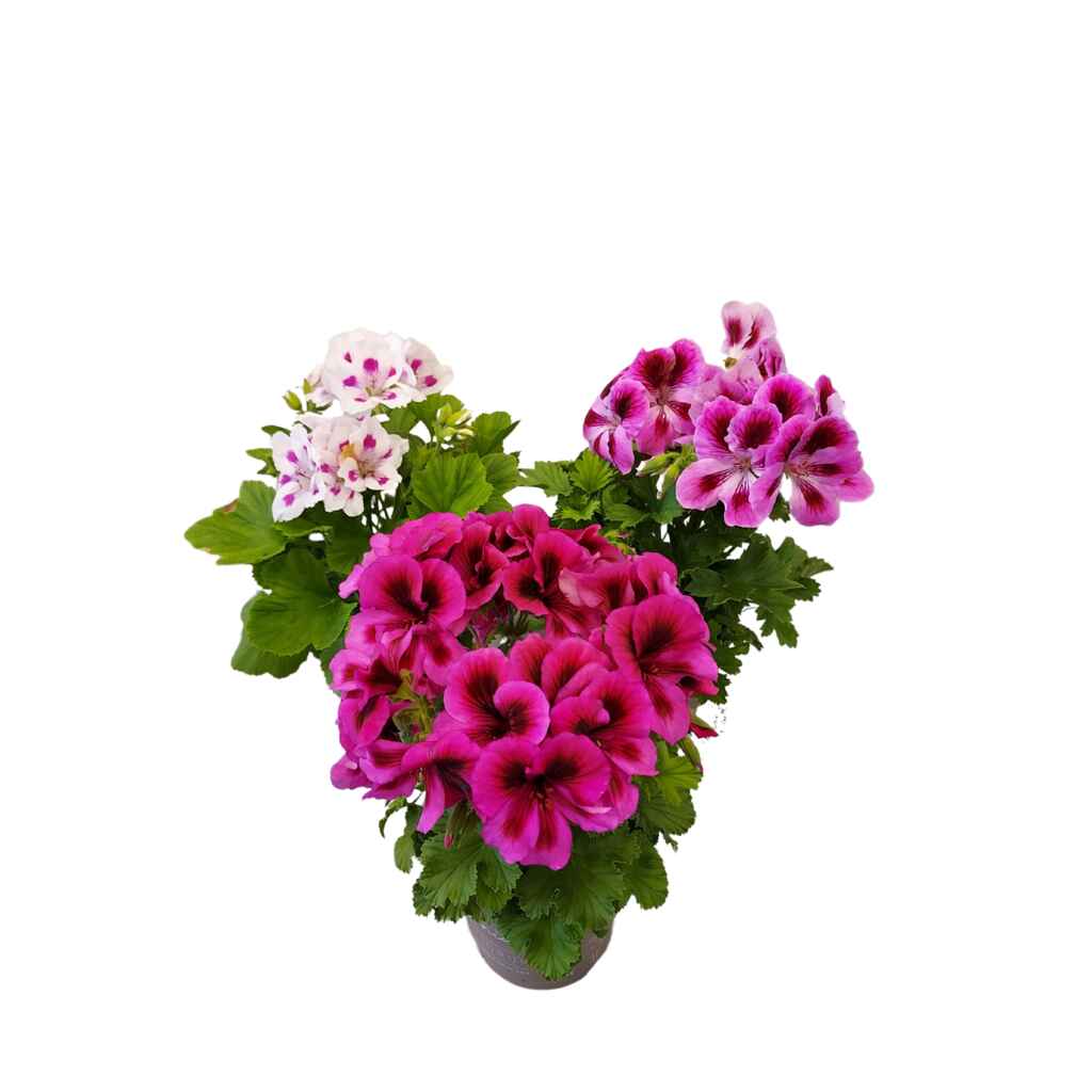 jalopelargoni