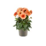 Patiodaalia 17 cm ruukussa