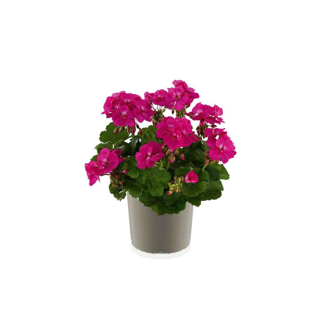 patiopelargoni