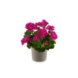 Patiopelargoni 17 cm ruukussa