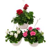 Pelargoniamppeli 25 cm