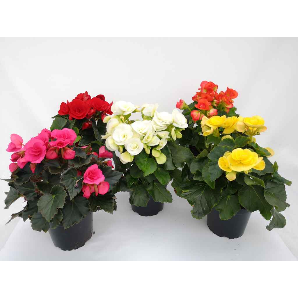 Ruusubegonia 1