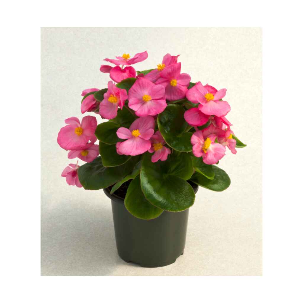 Kesäbegonia