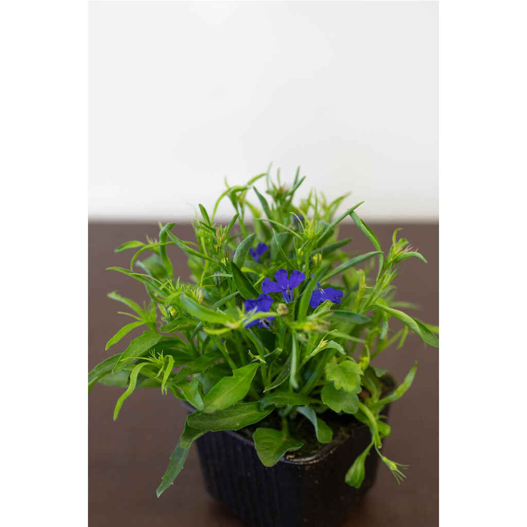 Lobelia sininen