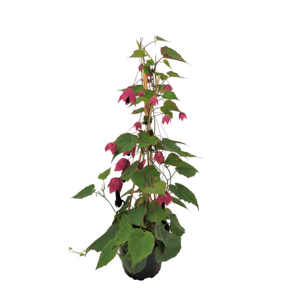 Keijunmekko 12 cm ruukussa