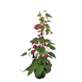 Keijunmekko pyramidi 12 cm ruukussa